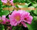Banaba Leaf Extract(Shirley At Virginforestplant Dot Com)